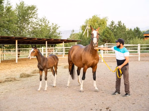 Mare, Akhal-Teke