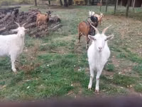 Goats (batch, sex not specified), Goats — photo 2