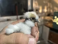 Silkie — photo 1