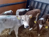 Bull, Simmental cattle — photo 3