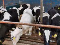 Ng'ombe dume, Simmental cattle — picha 5