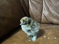 Silkie — photo 5