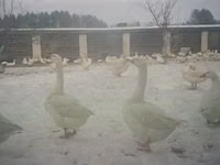 樱谷 — 照片 2