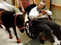 Horse (M), Miniature horse — photo 5