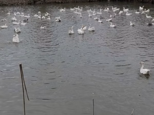 लिंडा