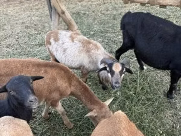 भेड़ें (लॉट, लिंग निर्दिष्ट नहीं), Cameroon sheep