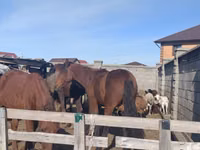 Mare, Horses — photo 2