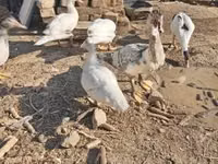 Ducks — sawirka 1
