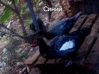 家养麝香鸭 — 照片 6