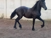 Faras dhaddig, Horses — sawirka 7