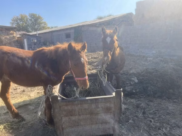 Horse (M), Horses