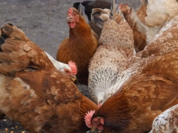 Chickens
