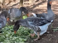 Geese — sawirka 8