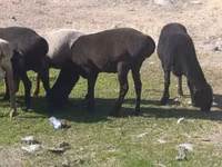 نعجة, Tian-Shan semifinewool sheep — الصورة 7