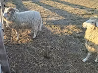 Ram, Sheep — photo 2