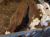 Ng'ombe dume, Simmental cattle — picha 4