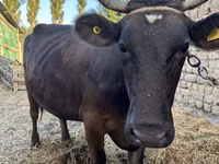 بقرة, Swiss cattle — الصورة 3