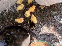 Ducks — फ़ोटो 1