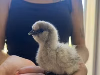 Silkie — picha 4