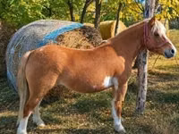 Faras dhaddig, Shetland Pony — sawirka 2
