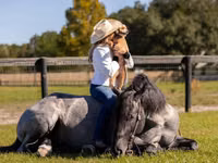 حصان, Percheron — الصورة 7
