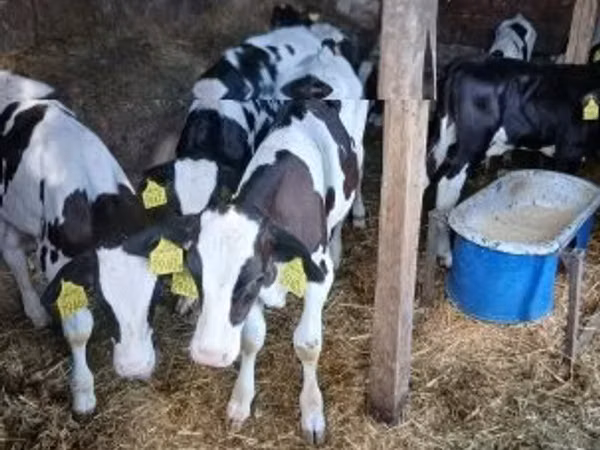 ثور, Russian Black pied cattle
