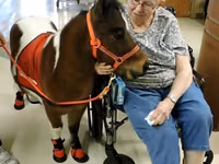 Faras, Miniature horse — sawirka 5