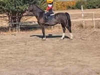 公马, Dutch warmblood horse — 照片 4
