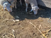 मेढ़ा, Assaf sheep — फ़ोटो 3