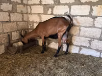 母山羊, Italian Alpine goat — 照片 5