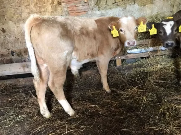 Toro, Simmental cattle