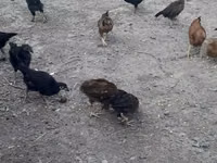 Chickens — foto 2