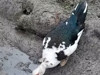 Ducks — Foto 3