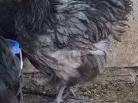 ऑर्पिंग्टन — फ़ोटो 7