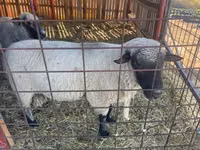 كبش, Shroshire sheep — الصورة 1