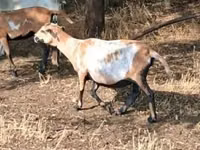 भेड़, Cameroon sheep — फ़ोटो 3