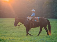 Horse (M), Quarter Horse — photo 5