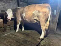 Kuh, Simmental cattle — Foto 2