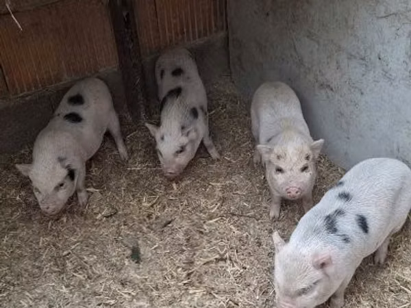 Boar, 