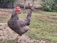 斯洛文尼亚横斑母鸡 — 照片 6