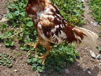 Chickens — फ़ोटो 2