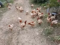 Chickens — sawirka 1