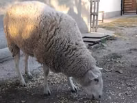 母羊, Sheep — 照片 3