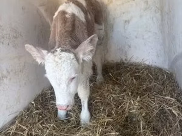Toro, Simmental cattle