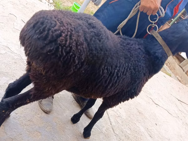 मेढ़ा, Hissar sheep
