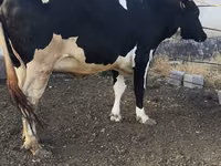 Cow, Russian Black pied cattle — photo 7