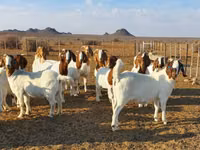 Goats (batch, sex not specified), Boer goat — photo 3