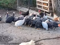 Guinea fowl — foto 2