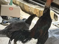 Chickens — फ़ोटो 2