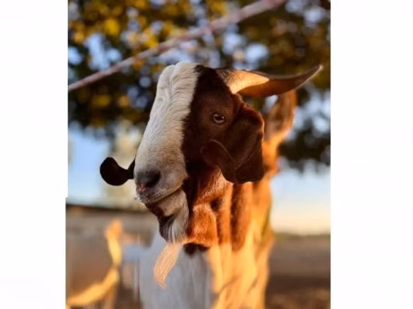 Billy Goat, Boer goat